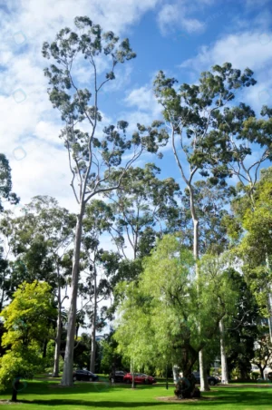 big trees many plant garden kings park botanic gar rnd212 frp24562797 - title:Home - اورچین فایل - format: - sku: - keywords: p_id:18