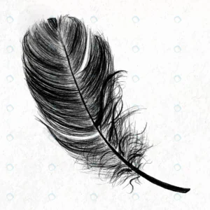 black bird feather element vector crc9f02110c size41.84mb 1 - title:Home - اورچین فایل - format: - sku: - keywords: p_id:18