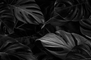 black monstera leaves background wallpaper crc03165e2a size7.21mb 5000x3333 1 scaled 2 - title:Home - اورچین فایل - format: - sku: - keywords: p_id:18