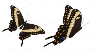 black swallowtail butterfly vector illustration crc422cb4ea size2.03mb - title:Home - اورچین فایل - format: - sku: - keywords: p_id:18