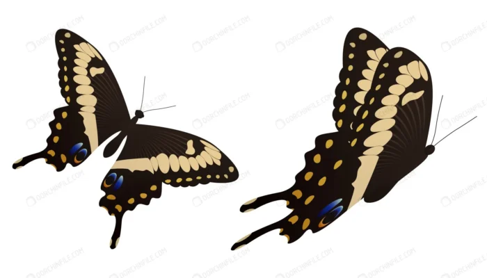 black swallowtail butterfly vector illustration crc422cb4ea size2.03mb - title:وکتور پروانه مشکی - اورچین فایل - format:EPS - وکتور - sku:crc422cb4ea - keywords: p_id:106299