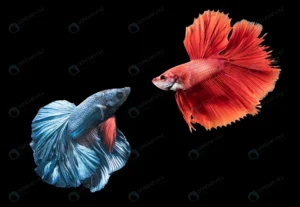 blue red siamese fighting fish black crce9c97b49 size10.78mb 7806x5389 1 - title:Home - اورچین فایل - format: - sku: - keywords: p_id:18