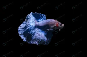 blue siamese fighting fish betta splendens isolat crcbd164b84 size4.92mb 6800x4493 1 - title:Home - اورچین فایل - format: - sku: - keywords: p_id:18