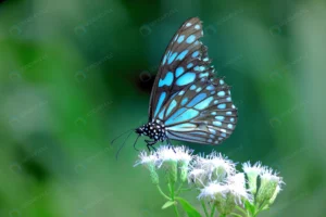 blue spotted milkweed butterfly crc82c15e8e size12.14mb 5184x3456 1 - title:Home - اورچین فایل - format: - sku: - keywords: p_id:18