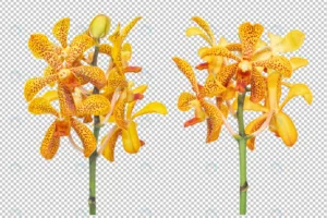 bouquet set yellow orange orchid flowers isolated crcc2d36bfc size45.13mb - title:Home - اورچین فایل - format: - sku: - keywords: p_id:18