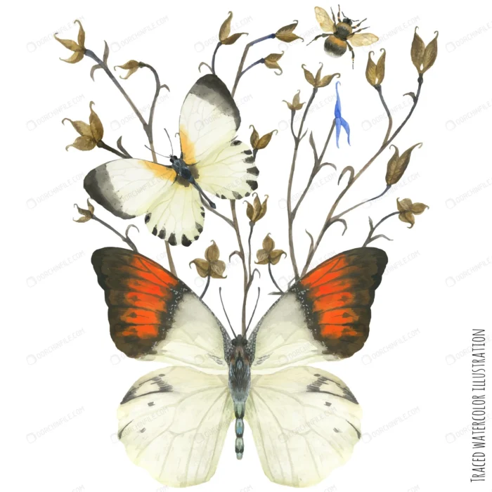 boutonniere composition with butterflies plant crc68c6f6a3 size6.59mb - title:وکتور پروانه بر روی گیاه - اورچین فایل - format:EPS - وکتور - sku:crc68c6f6a3 - keywords: p_id:106305