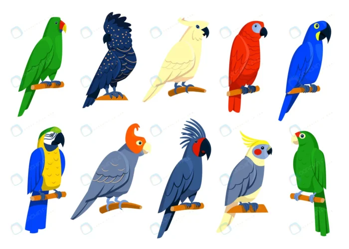 bright tropical parrots set crc70bef36f size1.66mb - title:مجموعه پرندگان استوایی - اورچین فایل - format:EPS - وکتور - sku:crc70bef36f - keywords: p_id:86847