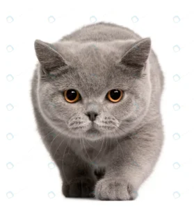 british shorthair kitten 4 months old crc3c369b47 size2.46mb 2578x2774 - title:Home - اورچین فایل - format: - sku: - keywords: p_id:18