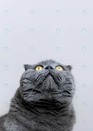 british shorthair kitty with monochrome wall her crc5a7805af size1.18mb 3833x5367 1 - title:Home - اورچین فایل - format: - sku: - keywords: p_id:18