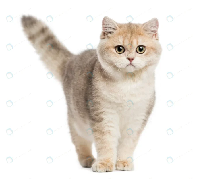 british shorthair standing crce7afbfa2 - title:تصویر باکیفیت از گربه - اورچین فایل - format:JPG - استوک - sku:crce7afbfa2 - keywords: p_id:80747