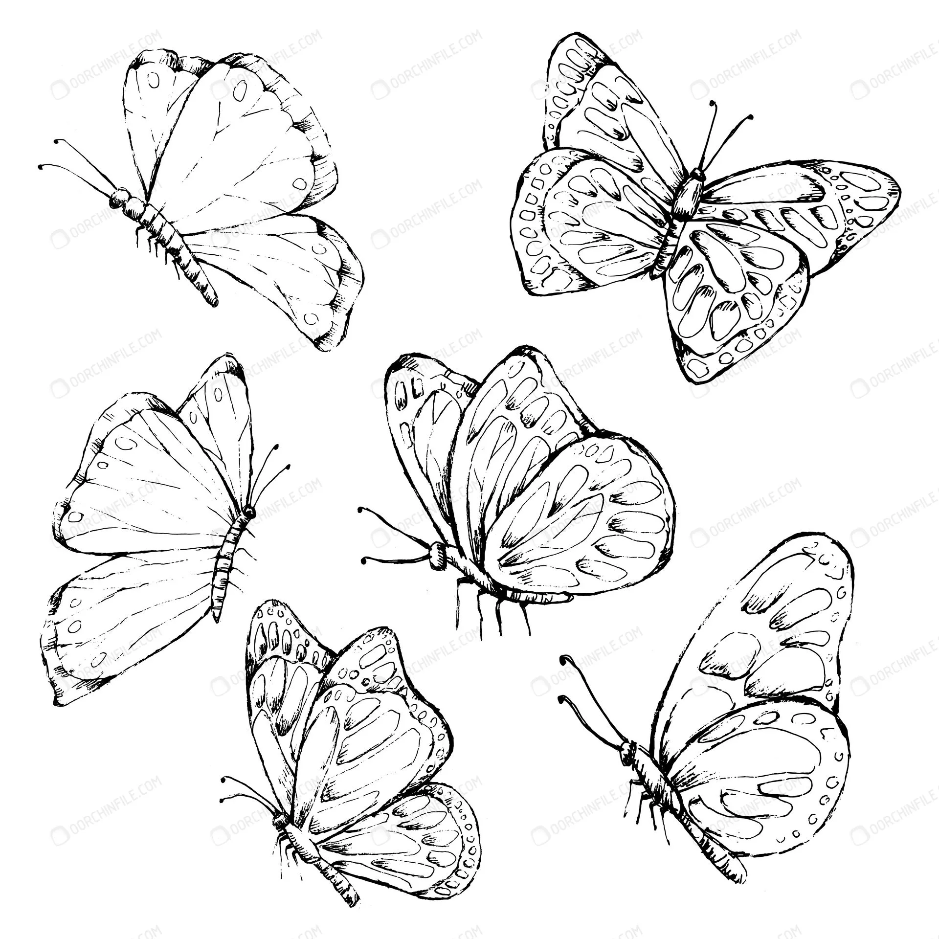 وکتور پروانه مناسب برای رنگ آمیزی