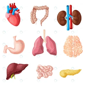 cartoon human internal organs set crcf6b41d8b size5.03mb - title:Home - اورچین فایل - format: - sku: - keywords: p_id:18