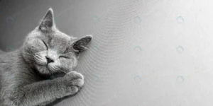 cat lying grey background crc82cd156a size10.55mb 8000x4000 1 - title:Home - اورچین فایل - format: - sku: - keywords: p_id:18