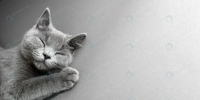 cat lying grey background crc82cd156a size10.55mb 8000x4000 1 - title:تصویر استوک گربه خاکستری تک رنگ - اورچین فایل - format:JPG - استوک - sku:crc82cd156a - keywords: p_id:47760