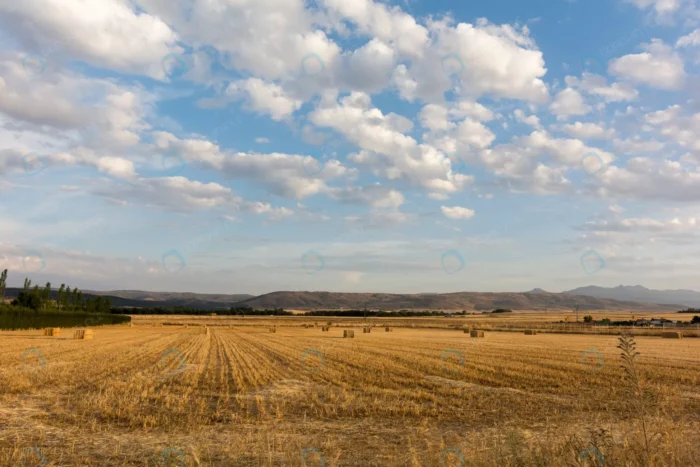 cereal field blue sky crc7416ed10 - title:عکس استوک منظره تابستانی مزرعه غلات - اورچین فایل - format:JPG - استوک - sku:crc7416ed10 - keywords: p_id:59039