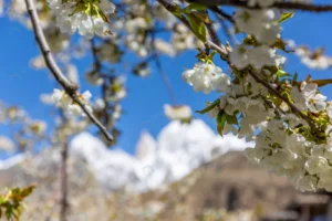 cherry blossom lady finger hunza peak with snow c crc005092cc size8.13mb 5760x3840 - title:Home - اورچین فایل - format: - sku: - keywords: p_id:18