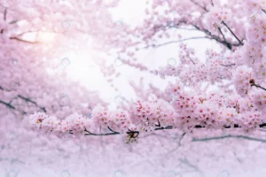 cherry blossoms blooming spring spring background crc2638b79b size7.91mb 4928x3280 - title:Home - اورچین فایل - format: - sku: - keywords: p_id:18