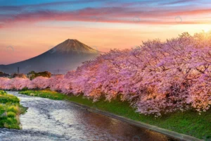 cherry blossoms fuji mountain spring sunrise shiz crc065bfc26 size14.26mb 6000x4000 - title:Home - اورچین فایل - format: - sku: - keywords: p_id:18