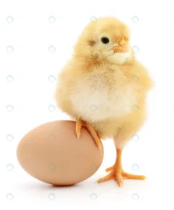 chicken egg crca41a4261 size1.38mb 2315x2790 1 - title:Home - اورچین فایل - format: - sku: - keywords: p_id:18