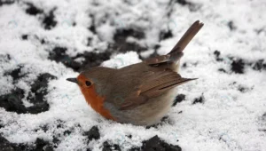 chubby robin redbreast bird with its belly snow crc8e9cb821 size11.85mb 4395x2488 - title:Home - اورچین فایل - format: - sku: - keywords: p_id:18