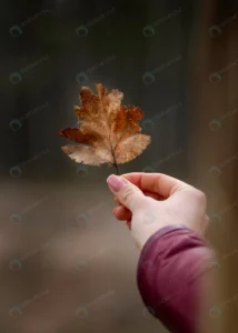 close up hand with autumn leaf crcd11042a6 size1.71mb 3545x4963 - title:Home - اورچین فایل - format: - sku: - keywords: p_id:18