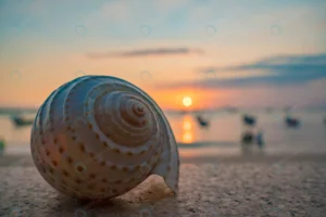 close up sea shells tropical beach conch shells b crc5d3f4418 size11.90mb 6000x4000 - title:Home - اورچین فایل - format: - sku: - keywords: p_id:18