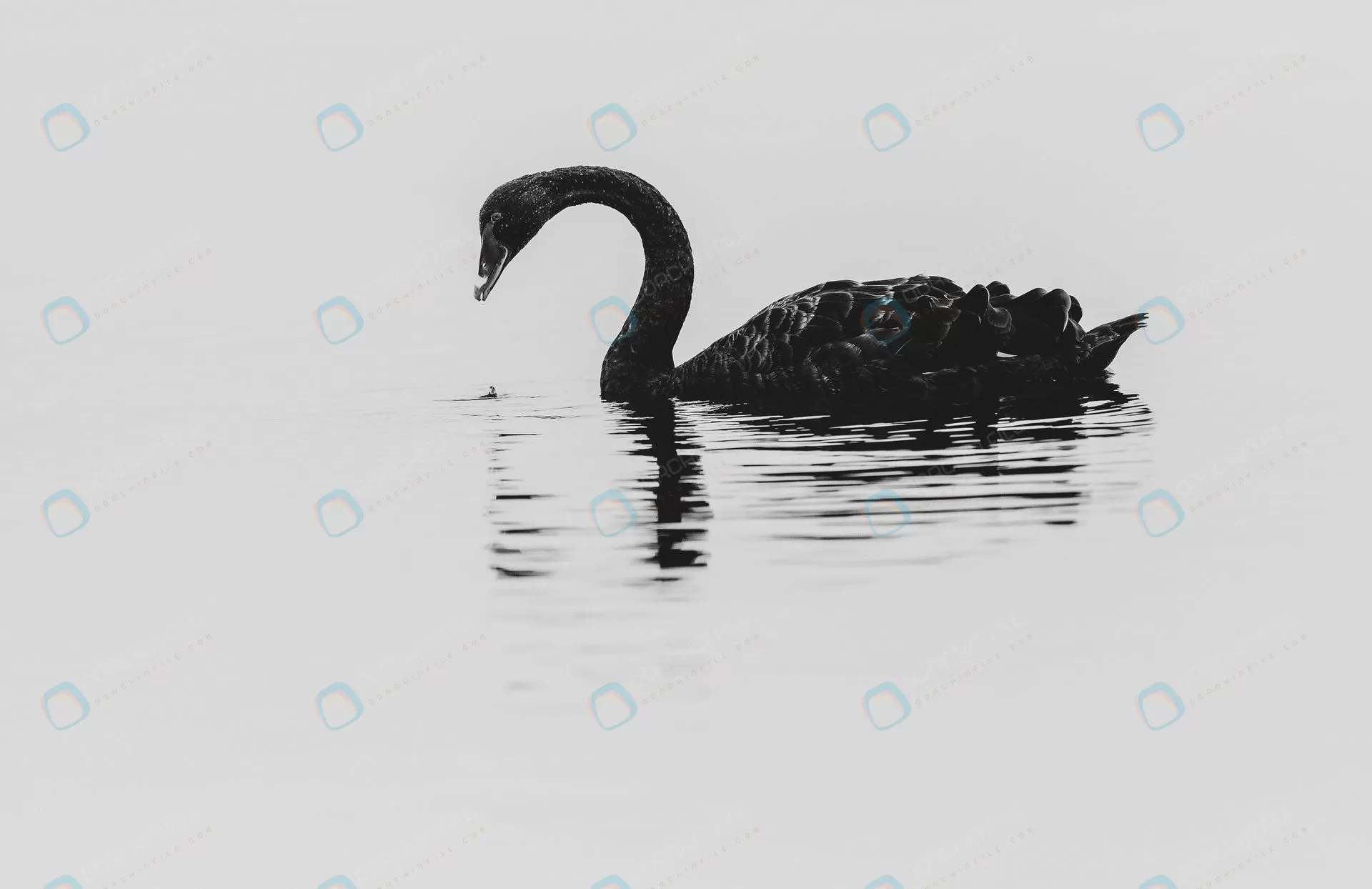 closeup black swan lake tekapo new zealand crca8edced1 - title:Home Main - اورچین فایل - format: - sku: - keywords: p_id:18