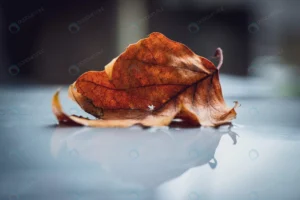 closeup fallen brown leaf floating water surface crc2167adb2 size8.44mb 3000x2002 - title:Home - اورچین فایل - format: - sku: - keywords: p_id:18