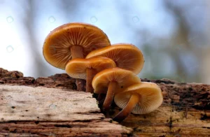 closeup group wild enoki mushroom growing rotten crc16012cee size6.45mb 4240x2774 - title:Home - اورچین فایل - format: - sku: - keywords: p_id:18