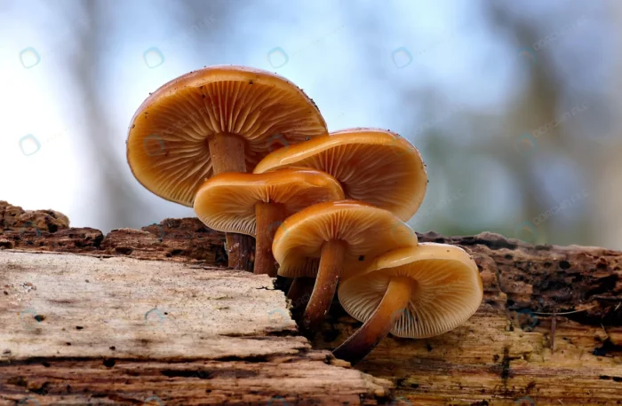 closeup group wild enoki mushroom growing rotten crc16012cee - title:تصویر استوک قارچ های روی درخت - اورچین فایل - format:JPG - استوک - sku:crc16012cee - keywords:تصویر استوک قارچ های روی درخت, عکس استوک, تصویر استوک رایگان, دانلود رایگان, درخت, فایل تکی p_id:62588