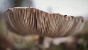 closeup mushroom field daytime with blurry backgr crcd3e0e420 size7.93mb 5184x2916 - title:Home - اورچین فایل - format: - sku: - keywords: p_id:18