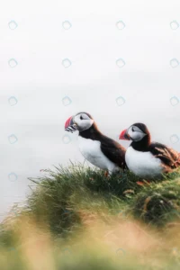 closeup puffins with fish their beaks crc7fdc7f3c size2.34mb 2001x3002 - title:Home - اورچین فایل - format: - sku: - keywords: p_id:18