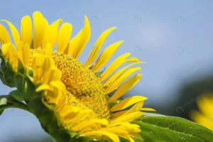 closeup shot beautiful sunflowers field tokyo jap crcf7cf22c0 size12.72mb 5472x3648 - title:Home - اورچین فایل - format: - sku: - keywords: p_id:18