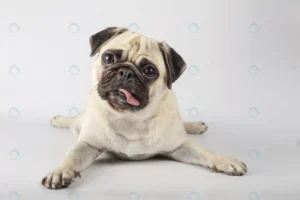 closeup shot curious pug gray wall crc4644e237 size7.54mb 5472x3648 1 - title:Home - اورچین فایل - format: - sku: - keywords: p_id:18