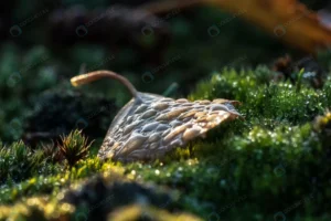 closeup shot dry autumn leaf with droplets water crc07b44467 size24.63mb 6000x4000 - title:Home - اورچین فایل - format: - sku: - keywords: p_id:18