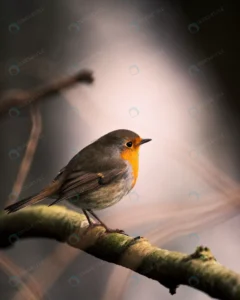 closeup shot european robin crca1bece3b size27.84mb 4024x5030 - title:Home - اورچین فایل - format: - sku: - keywords: p_id:18