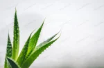 closeup shot green leaves aloe plant with white b crc969d51cf size4.49mb 4084x2706 - title:Home Main - اورچین فایل - format: - sku: - keywords: p_id:18