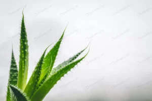 closeup shot green leaves aloe plant with white b crc969d51cf size4.49mb 4084x2706 - title:Home - اورچین فایل - format: - sku: - keywords: p_id:18