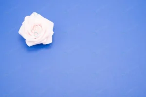 closeup shot single pink rose isolated blue backg crca42f7382 size8.12mb 4288x2848 - title:Home - اورچین فایل - format: - sku: - keywords: p_id:18