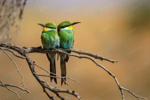 closeup shot two bee eaters perched tree branch crcc6a3de61 size6.22mb 3915x2611 - title:Home - اورچین فایل - format: - sku: - keywords: p_id:18