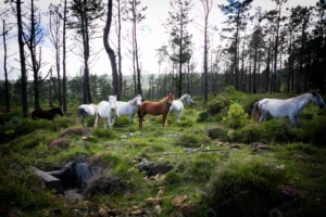 closeup shot white brown horses forest with scarc crcd083cd23 size7.74mb 3888x2592 1 - title:Home - اورچین فایل - format: - sku: - keywords: p_id:18