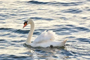 closeup shot white swan lake crc71567d75 size9.35mb 5284x3523 1 - title:Home - اورچین فایل - format: - sku: - keywords: p_id:18