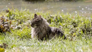 closeup wild cat sitting field captured during da crc2b5a1285 size15.43mb 6000x3376 - title:Home - اورچین فایل - format: - sku: - keywords: p_id:18