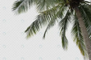 coconut palm tree foreground isolated crcff60e12e size56.65mb - title:Home - اورچین فایل - format: - sku: - keywords: p_id:18