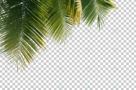 coconut tree leaves foreground isolated rnd366 frp12324551 - title:Home Main - اورچین فایل - format: - sku: - keywords: p_id:18