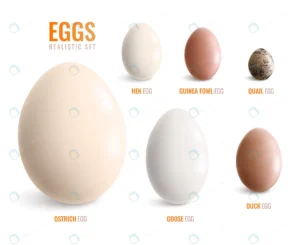 colored realistic eggs icon set with eggs of ostr crcfb581a59 size2.33mb - title:Home - اورچین فایل - format: - sku: - keywords: p_id:18