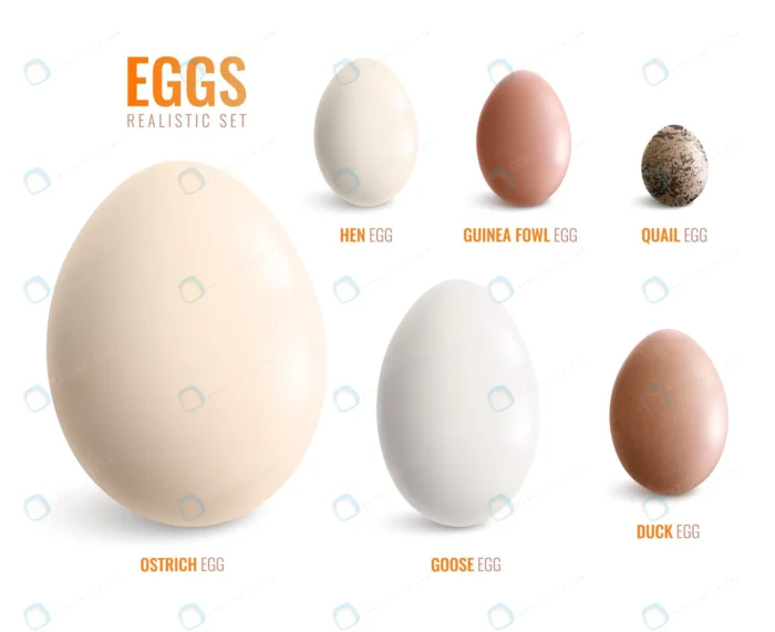 colored realistic eggs icon set with eggs of ostr crcfb581a59 size2.33mb - title:مجموعه تخم پرندگان با فرمت وکتور - اورچین فایل - format:EPS - وکتور - sku:crcfb581a59 - keywords: p_id:37699