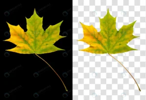 colorful autumn leaf isolated black background rnd155 frp20071013 - title:Home - اورچین فایل - format: - sku: - keywords: p_id:18