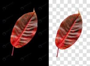 colorful autumn leaf isolated black background rnd530 frp20071047 - title:Home - اورچین فایل - format: - sku: - keywords: p_id:18