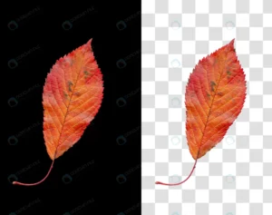 colorful autumn leaf isolated black background rnd840 frp20071056 - title:Home - اورچین فایل - format: - sku: - keywords: p_id:18